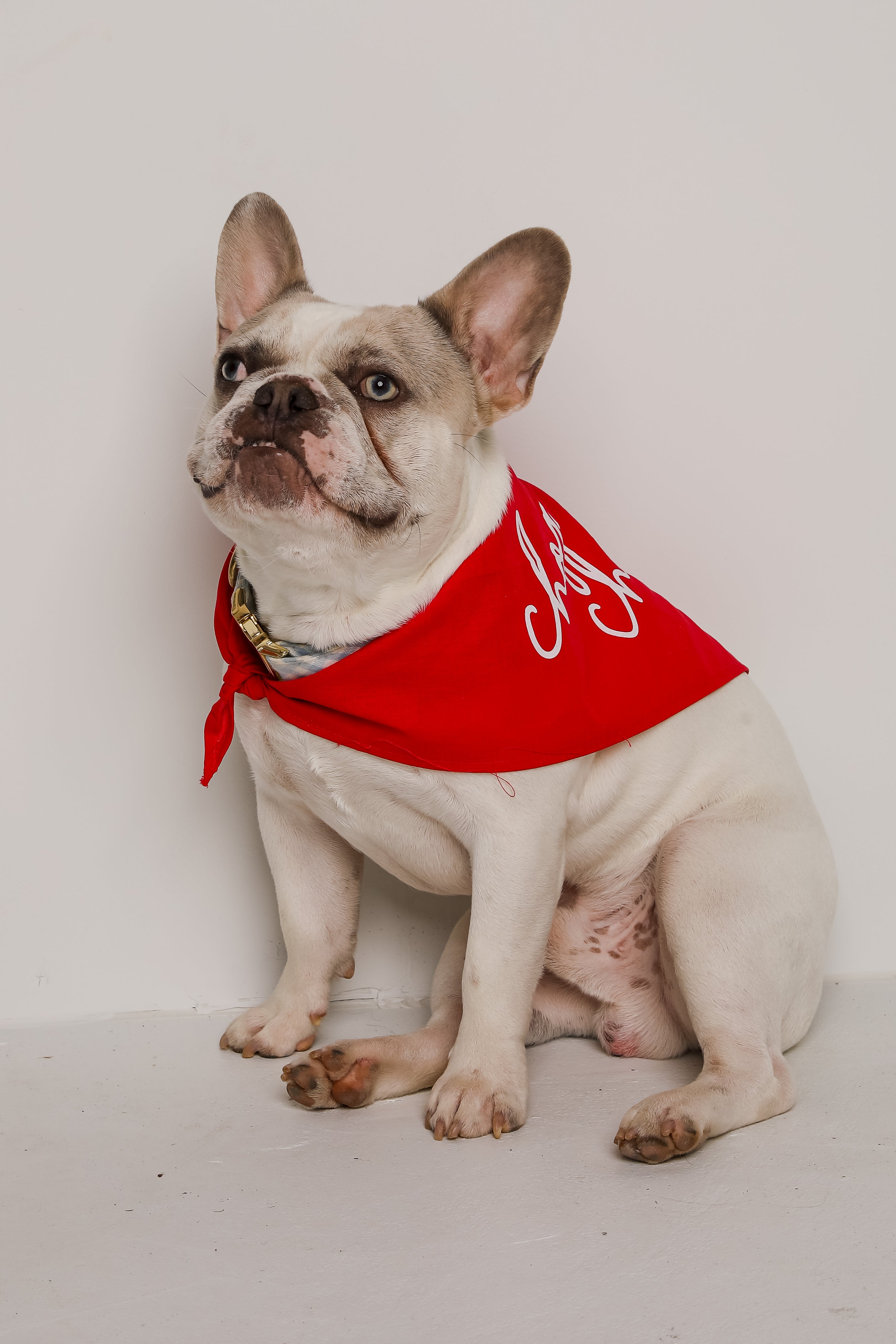 Red Chop Chop Script Dog Bandana