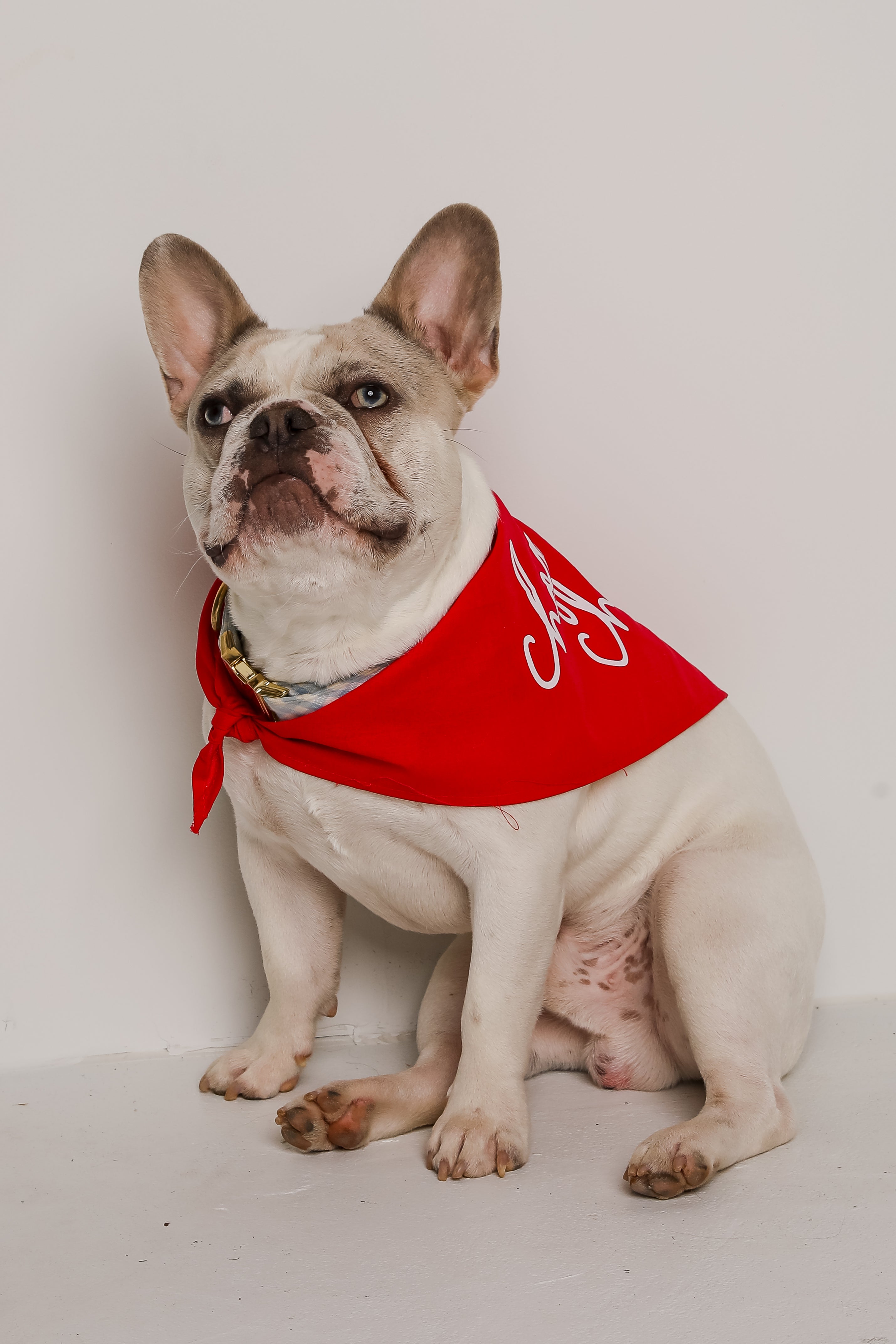 Red Chop Chop Script Dog Bandana