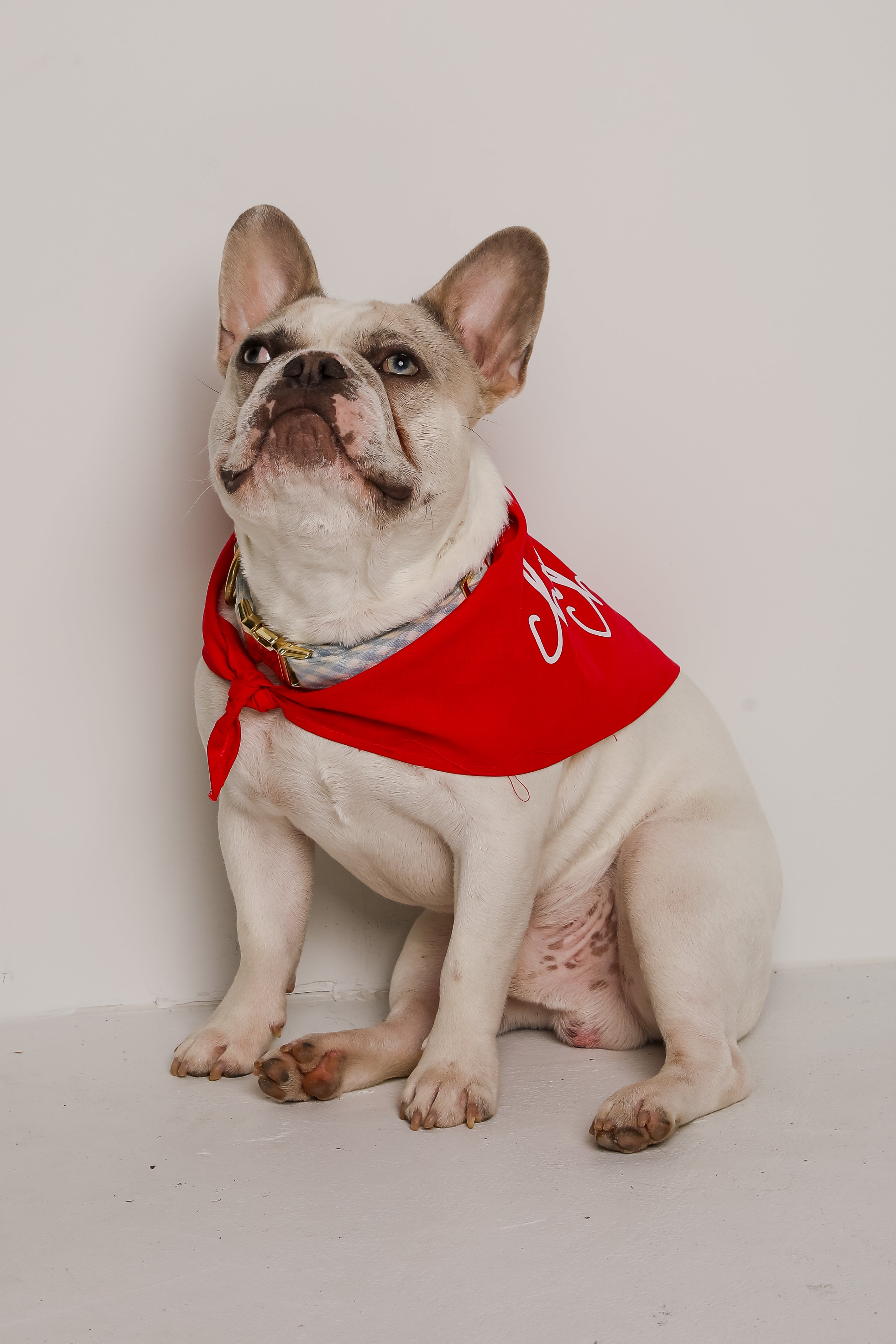 Red Chop Chop Script Dog Bandana